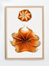 vintage scientific octopus framed print